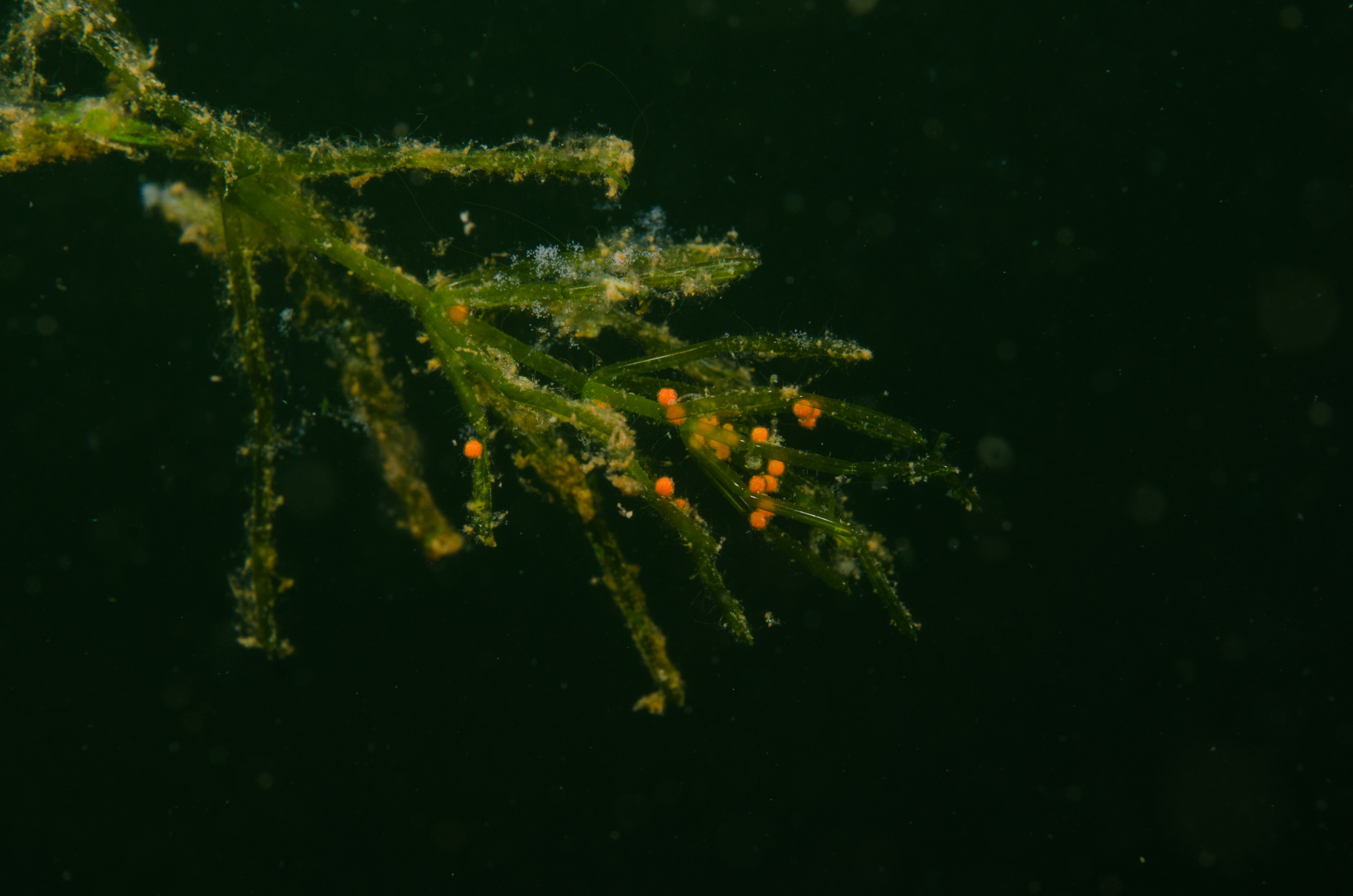 DSC_0787 – Northland NZ., Utricularia gibba, crispin, new, northland, nz, zealand, JAN17
